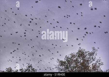 Starling murmuration, aus der Nähe. Vögel Overhead im Schilf Sümpfe bei rspb Schinken Wand, Somerset zu Roost, England. Stockfoto