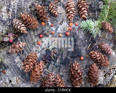 Tannenzapfen auf einem Baumstumpf angezeigt Nach einer windigen Tag im pazifischen Nordwesten, USA Stockfoto