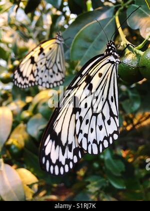 Papier kite Schmetterlinge (idea leuconoe) sitzt auf einer Linde Stockfoto