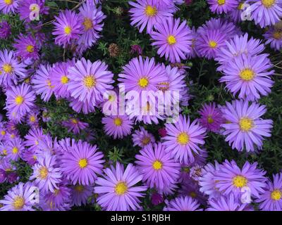 Aster x Frikartii 'Mönch' Lavendel blaue Blume. Michaelmas daisy Stockfoto