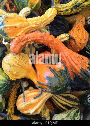 Kürbisse vom Bauernhof auf der Oregon Fruit Loop Stockfoto