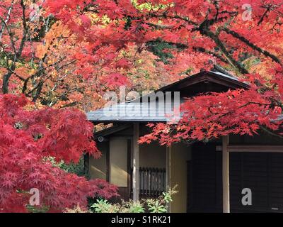 Herbst Farbe im Japanischen Garten, Seattle Stockfoto