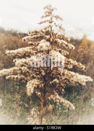 Wiese im Herbst, Grasbüschel, Samenbläschchen. Stockfoto