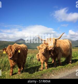 Highland Kühe 🐄 - Schottland Stockfoto