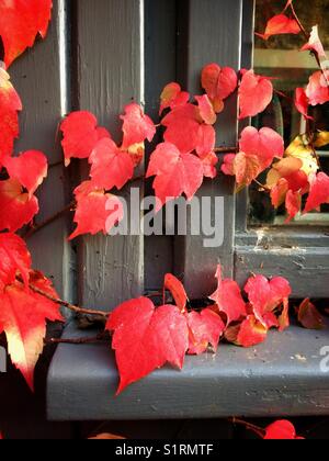 Virginia Creeper wächst über einen Grauen Halle Fenster. Stockfoto