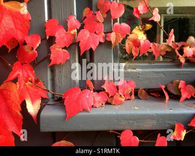 Virginia Creeper wächst über einen Grauen Halle Fenster. Stockfoto