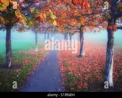 Herbst im Peckham Rye Park. Stockfoto