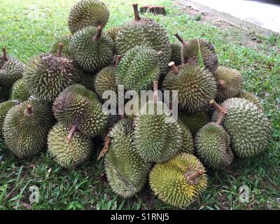 Eine Menge König von Obst, wie bekannt als Durian, Perak, Malaysia Stockfoto