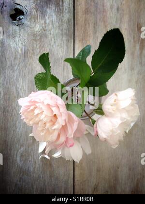 Blassrosa Rosen in einem kleinen Glas Stockfoto