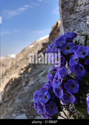 Diese Blumen, wo nahe dem Gipfel des Mount Whitney (der höchste Berg in den unteren 48). Stockfoto