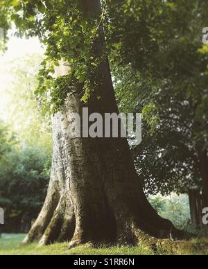 Dunham Massey Stockfoto