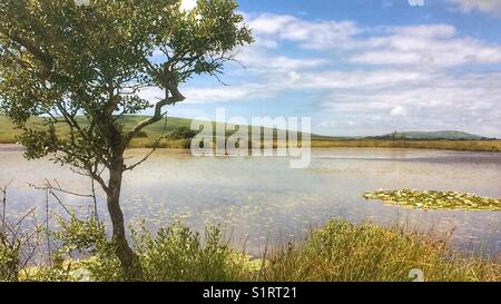 Serenity an breiten Pool, Cefn Bryn, Gower, Wales. Stockfoto