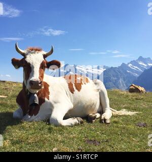 Kuh in den Schweizer Alpen Stockfoto