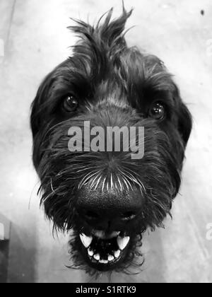 Ein schwarzer Labradoodle-Hund, der in die Kamera schaut. Stockfoto