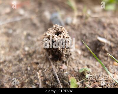 Ant's Nest Stockfoto