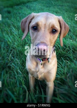 Golden Labrador Retriever Hund in einer Wiese und schauen in die Kamera Stockfoto
