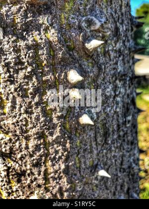 Dornenstamm des Seidenseidenbaums, auch bekannt als Seidenseidenbaum oder Kapokbaum. Chorista Ficous, Brasilien Stockfoto
