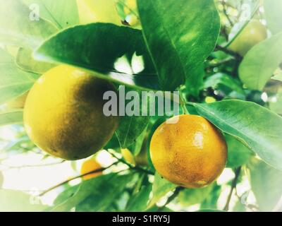 Lima Katsura, kleine orangefarbene Limetten, die auf dem Baum Reifen Stockfoto