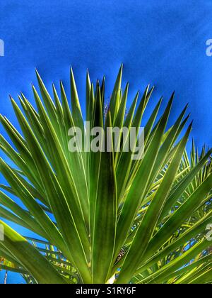 Spitzen Blätter von Yucca gloriosa, auch als spanische Bajonett oder spanische Dolch bekannt. Stockfoto