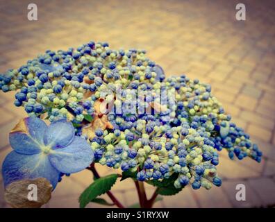 Herbst Hortensien im Garten. Stockfoto