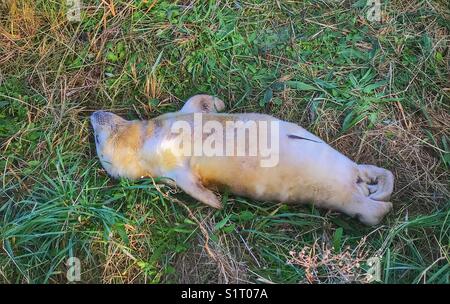 Neugeborene Kegelrobbe pup mit einem Rest Stockfoto