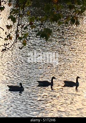 Drei Enten schwimmen in der Abenddämmerung auf dem See im Regent's Park, London. Stockfoto