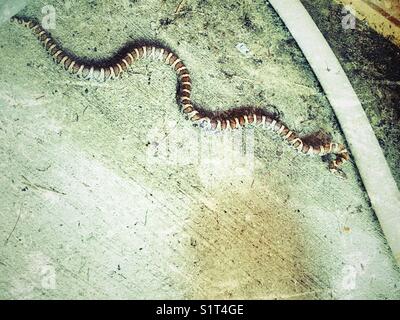Östliche Milksnake (Lampropeltis triangulum) schlängelt sich entlang des Bodens eines Schuppens in Clarington, Ontario, Kanada Stockfoto