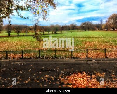 Herbst in Peckham Rye Park. Stockfoto