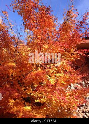 Blick auf verschiedenen Stufen der Rot-, Braun-, Gelb-, wunderbaren Herbstfarben. japanische Ahorn im Staat Washington, USA. Stockfoto