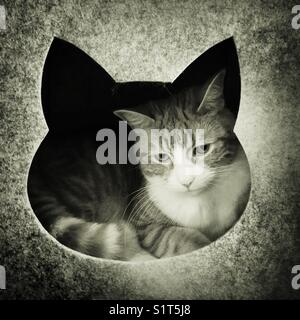 Großes Haus Katze faulenzen in einer Katze geformt Warenkorb Stockfoto