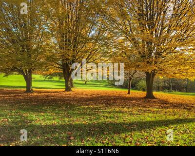 Waterlow Park in Highgate in London, England. Foto 19. November 2017 Stockfoto