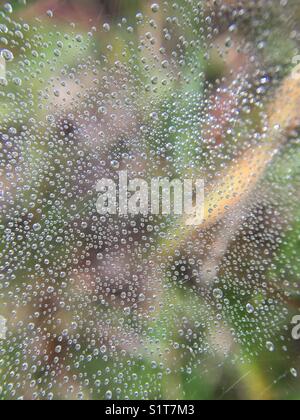 Wassertropfen auf Spinnennetz Stockfoto