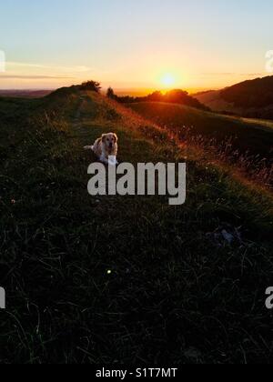 Sonnenuntergang über Hod hill Befestigungsanlage mit Golden Retriever Hund Stockfoto