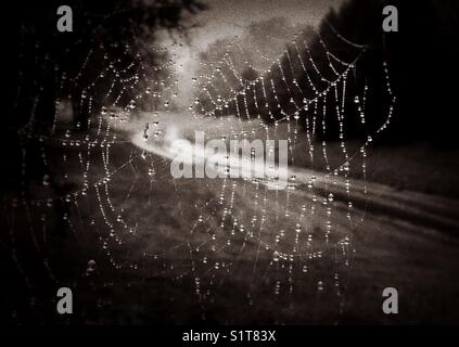 Spinnennetz mit Tautropfen. Stockfoto