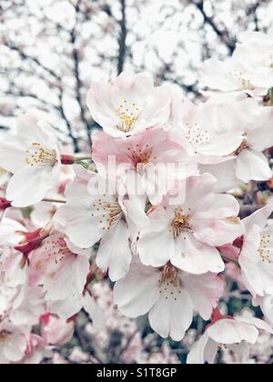 Sakura-Zweig mit Blüten in voller Blüte in Japan Stockfoto