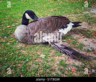 Kanadas-Gans (Branta canadensis) mit verletzten Flügeln auf Gras Stockfoto