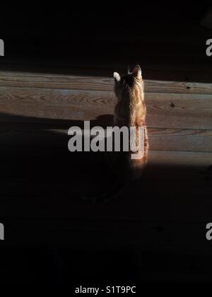 Ingwerkatze sitzt in der Sonne auf einem Holzboden Stockfoto