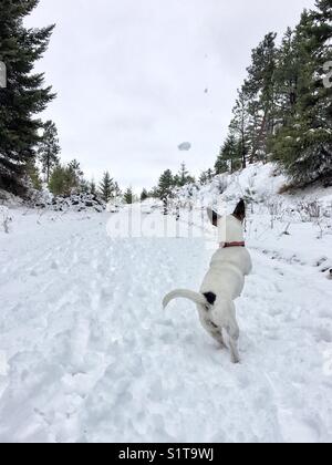 Hund das Jagen nach schneeball im Freien an einem verschneiten Trail. Stockfoto