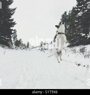 Jack Russell Terrier Hund mitten in der Luft versucht, schneeball an einem verschneiten Trail zu fangen. square crop. Stockfoto