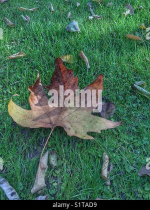 Trockne Ahornblatt auf Gras Stockfoto