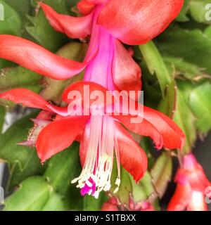 Weihnachtskaktus Stockfoto