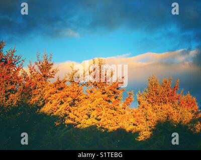 Sunrise Sonne beleuchtet die oberen Hälften aus einer Reihe von immergrünen Bäumen mit einem blauen Himmel, große weiße Wolke und dunkelgraue Wolken hinter dem Bilden für interessante Zeilen von Farbe Stockfoto