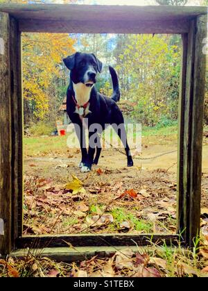 Alert Hund im Rahmen Stockfoto