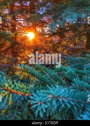 Die Morgensonne blickt durch Fichtenbäume in einem Wald Stockfoto