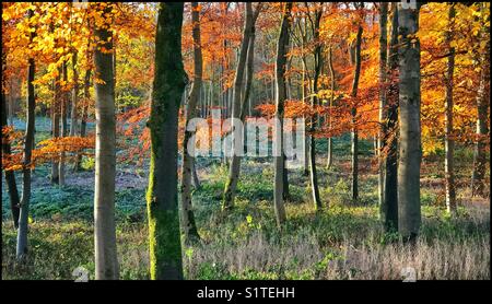 Am frühen Morgen in einem Herbstwald. Die schöne Beleuchtung trägt dazu bei, die orangefarbenen und gelben Blätter zu akzentuieren. Foto: © COLIN HOSKINS. Stockfoto