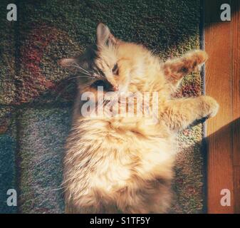 Große orangene Tabbykatze, die in einem Sonnenstrahl auf dem Boden liegt Stockfoto