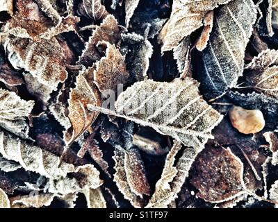 Frost auf gefallenen Blättern bei Temperaturen unter Null, Vollbild, Nahaufnahme Stockfoto