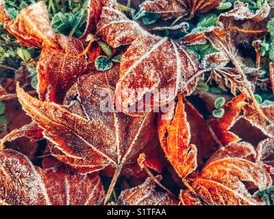 Frost auf gefallenen Blättern bei Temperaturen unter Null, Vollbild, Nahaufnahme Stockfoto