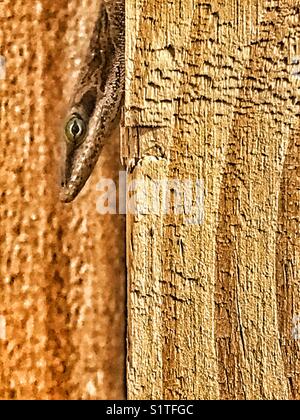 Eine kleine braune Echse ruht inkognito auf einem Holzzaun, Anolis carolinensis Stockfoto