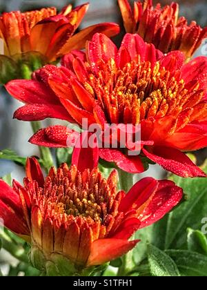 Rote Chrysanthemenblüten blühen im warmen Sonnenlicht Stockfoto